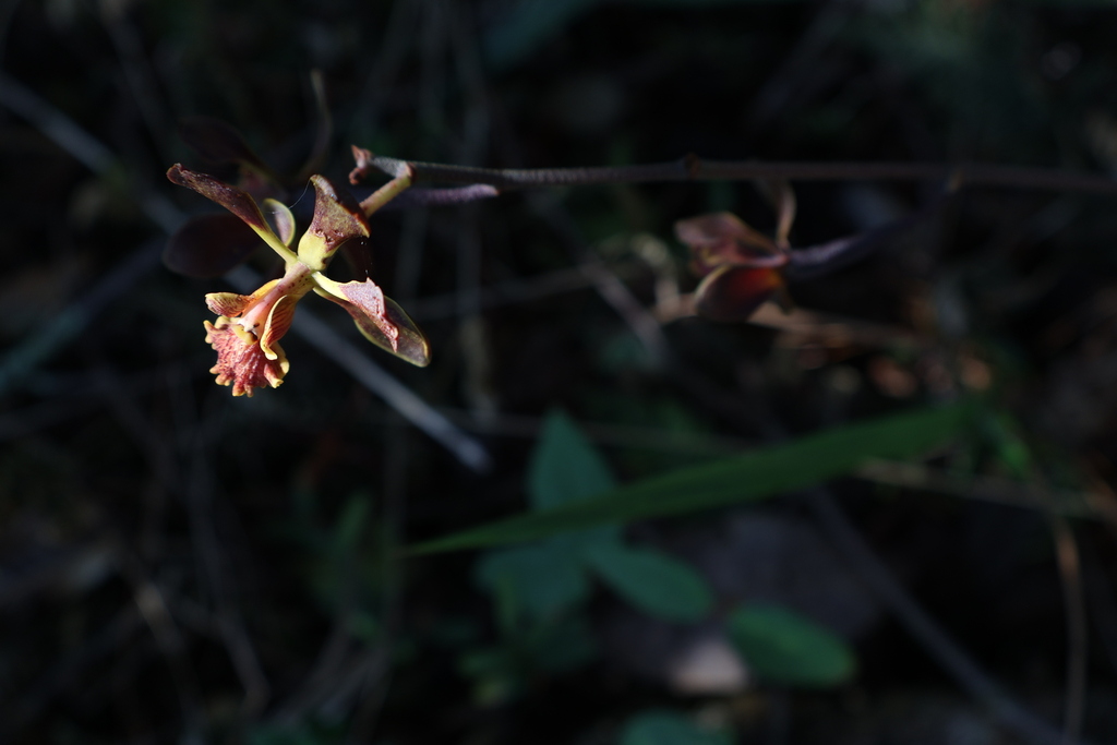 Encyclia parviflora (Regel) Withner 3