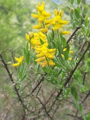 Genista germanica