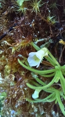 Butterwort (Pinguicula casabitoana)