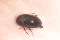 Hydrochara