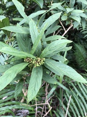 Callicarpa brevipes