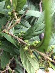 Callicarpa brevipes