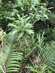 Callicarpa brevipes