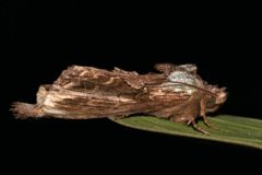 Pentobesa inexpectata