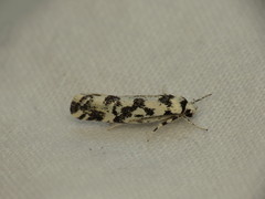 Lichenaula calligrapha