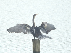 Anhinga anhinga