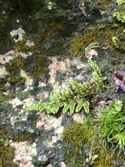 Thamnobryum plicatulum