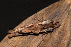 Pentobesa inexpectata