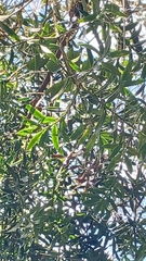 Podocarpus angustifolius