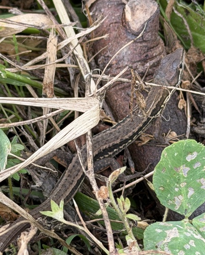 Japanese Grass Lizard