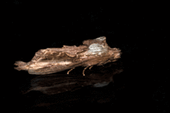 Pentobesa inexpectata