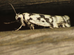 Lichenaula calligrapha