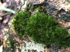 Leucobryum bowringii