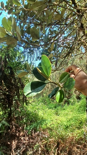 Magnolia pallescens