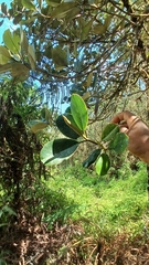 Magnolia pallescens