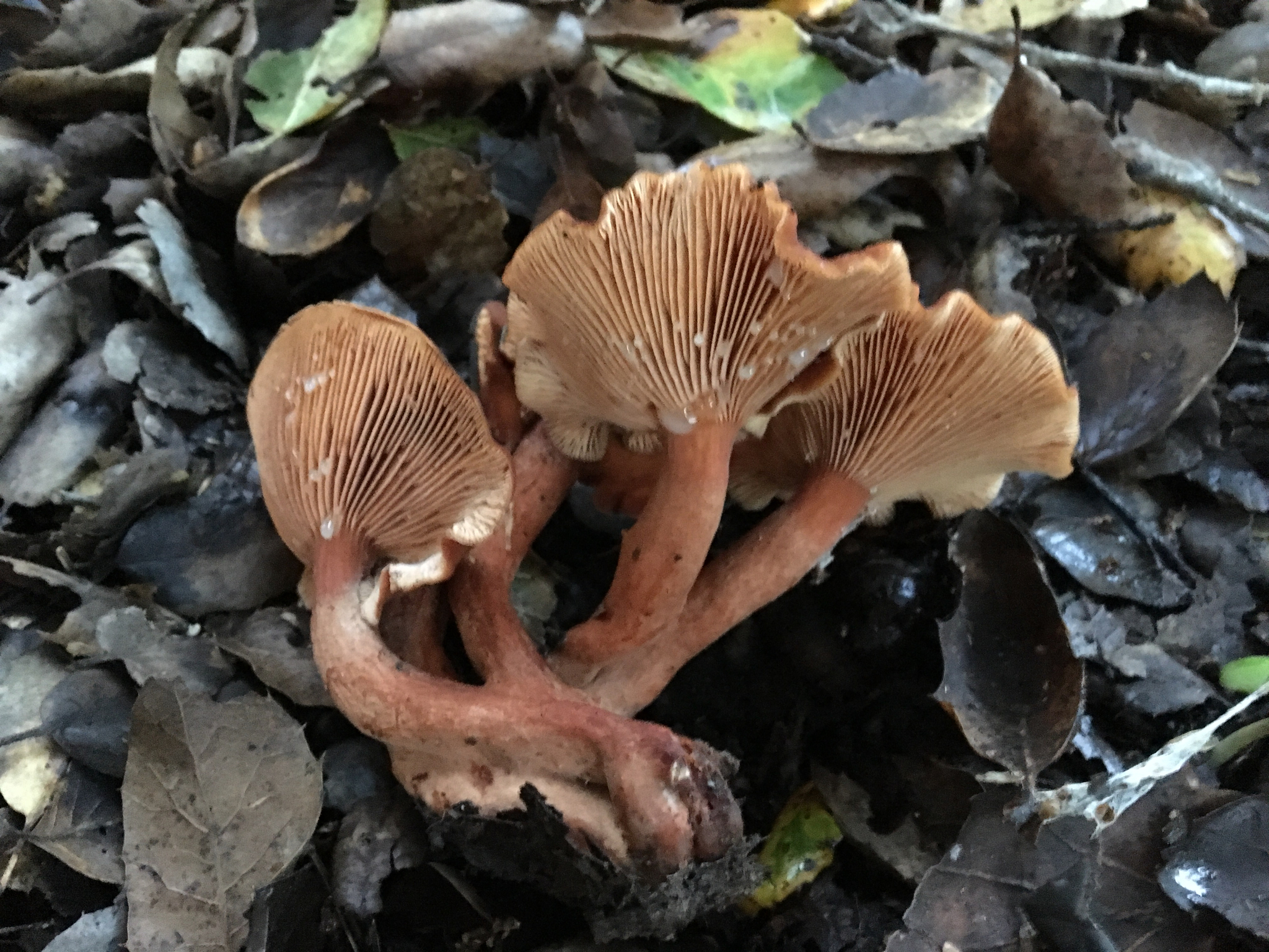 Lactarius rubidus image
