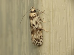 Lichenaula calligrapha