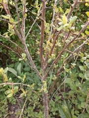 Prunus