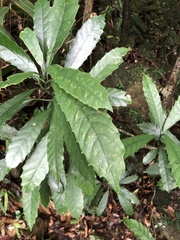 Aucuba chinensis