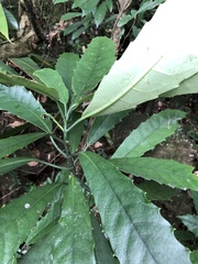 Aucuba chinensis