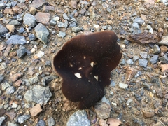 Dissingia leucomelaena