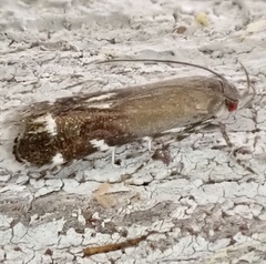 Anacampsis levipedella