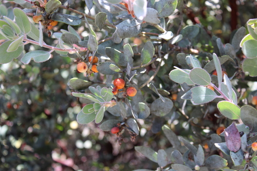 Arctostaphylos silvicola, photograph 2