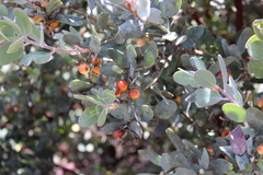 Arctostaphylos silvicola, photograph (c) Aden Sommerville, some rights reserved (CC BY)