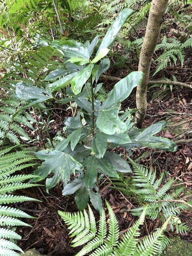Dendropanax proteus