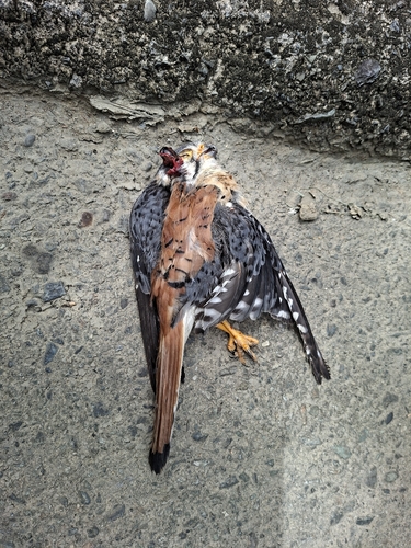 American Kestrel