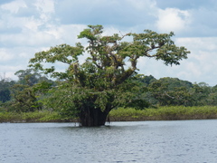 Macrolobium acaciifolium