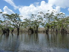 Macrolobium acaciifolium