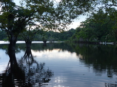 Macrolobium acaciifolium