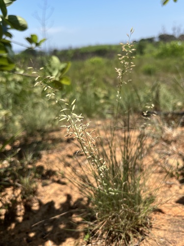 Eragrostis pilosissima iNat (2)