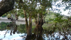 Macrolobium acaciifolium