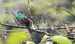 Pharomachrus antisianus