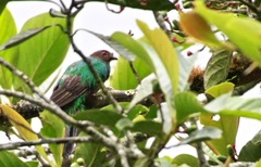 Pharomachrus antisianus