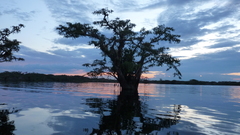 Macrolobium acaciifolium