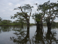 Macrolobium acaciifolium