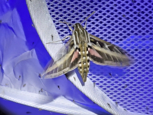 White-lined Sphinx