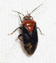 Neocapsus cuneatus