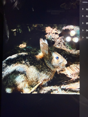 Appalachian Cottontail observed by jeffreyschelevitz