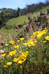 Eschscholzia ramosa