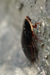 Opisthoplatia