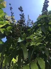 Lagerstroemia speciosa