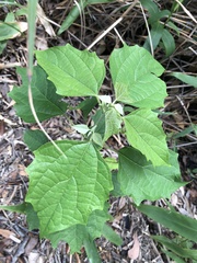 Clerodendrum chinense