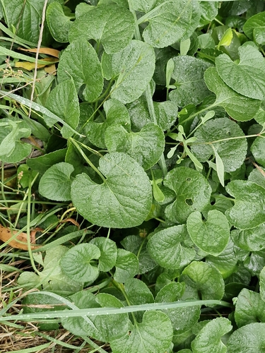 Sweet violet