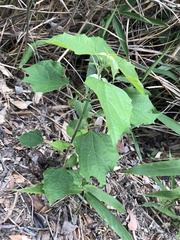 Clerodendrum chinense