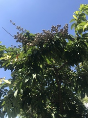 Lagerstroemia speciosa