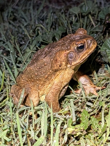 Cane Toad